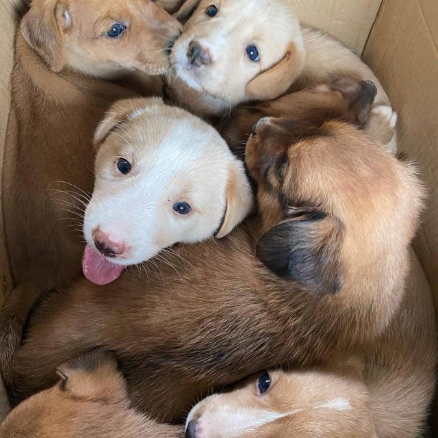 Shy Biscuit